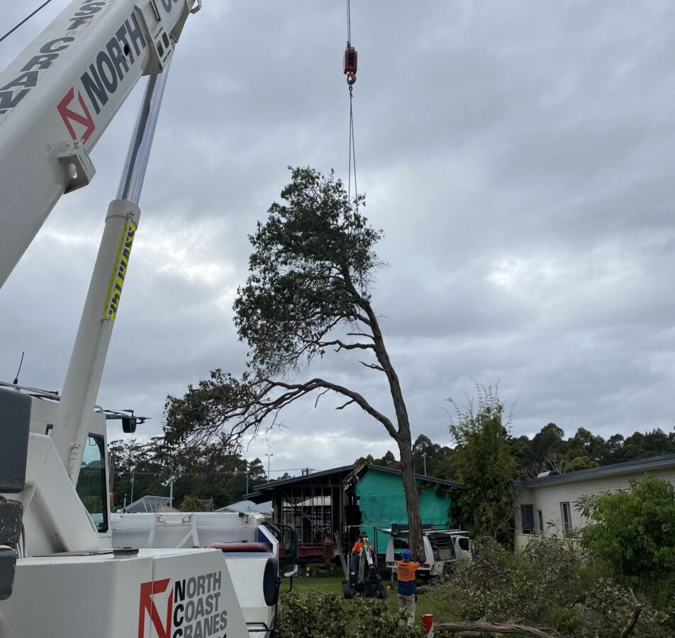 Tree Removal Coffs Harbour